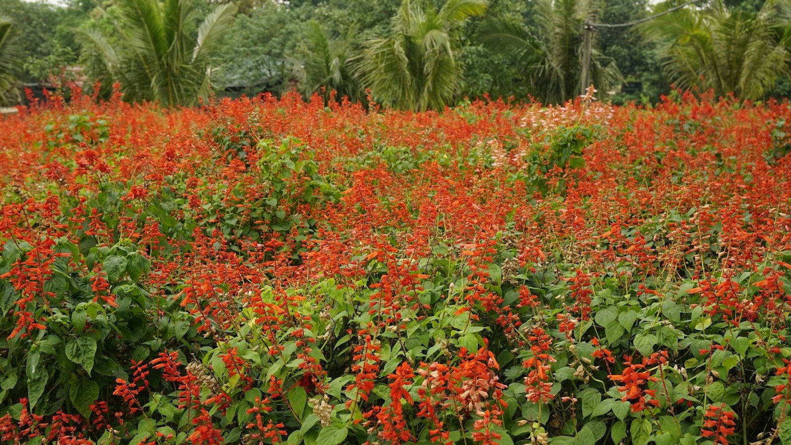a field full of red flowers next to a forest
