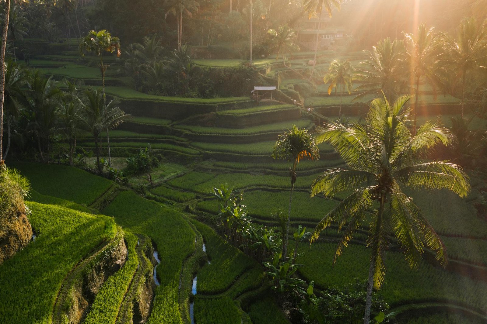 Captivating view of lush terraced rice fields in Bali with sun rays filtering through the palms.
