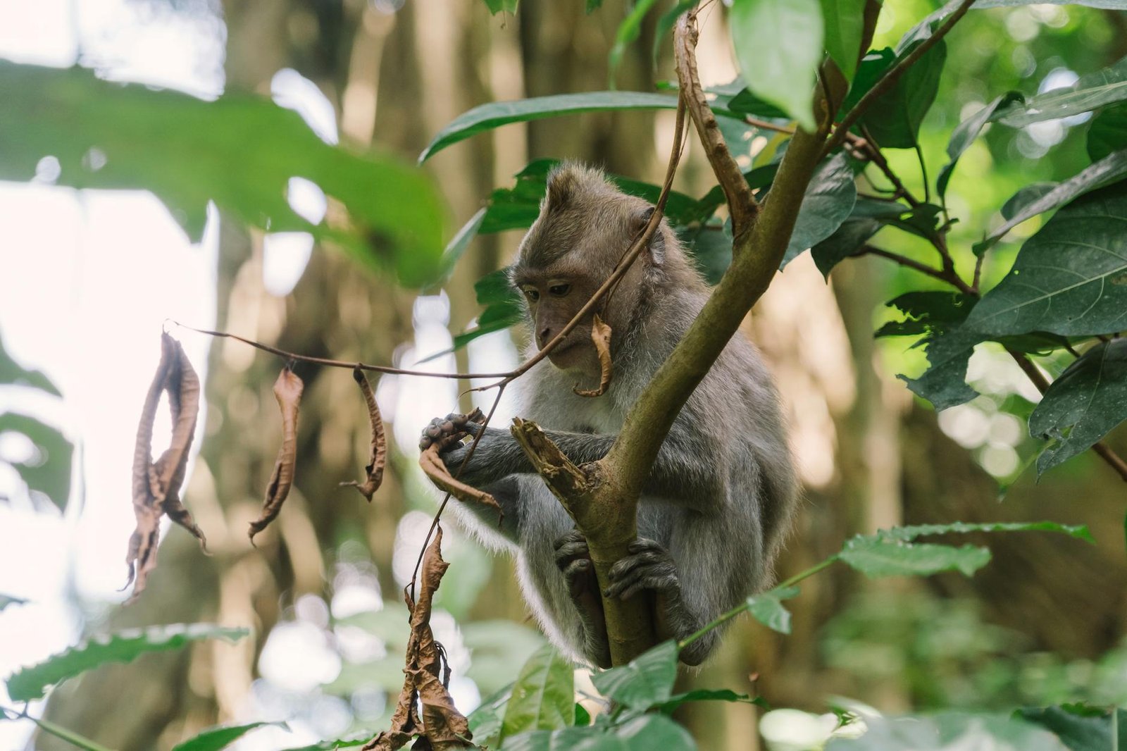 A monkey perched on a tree branch amidst vibrant jungle foliage, showcasing wildlife in nature.