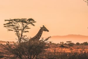4-night deluxe Nile cruise (Full Board)